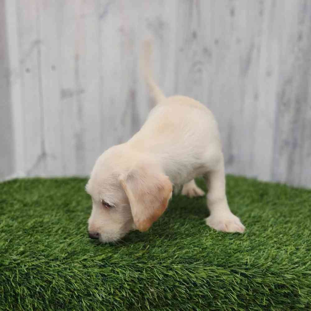 Male Mini Labradoodle Puppy for Sale in Braintree, MA