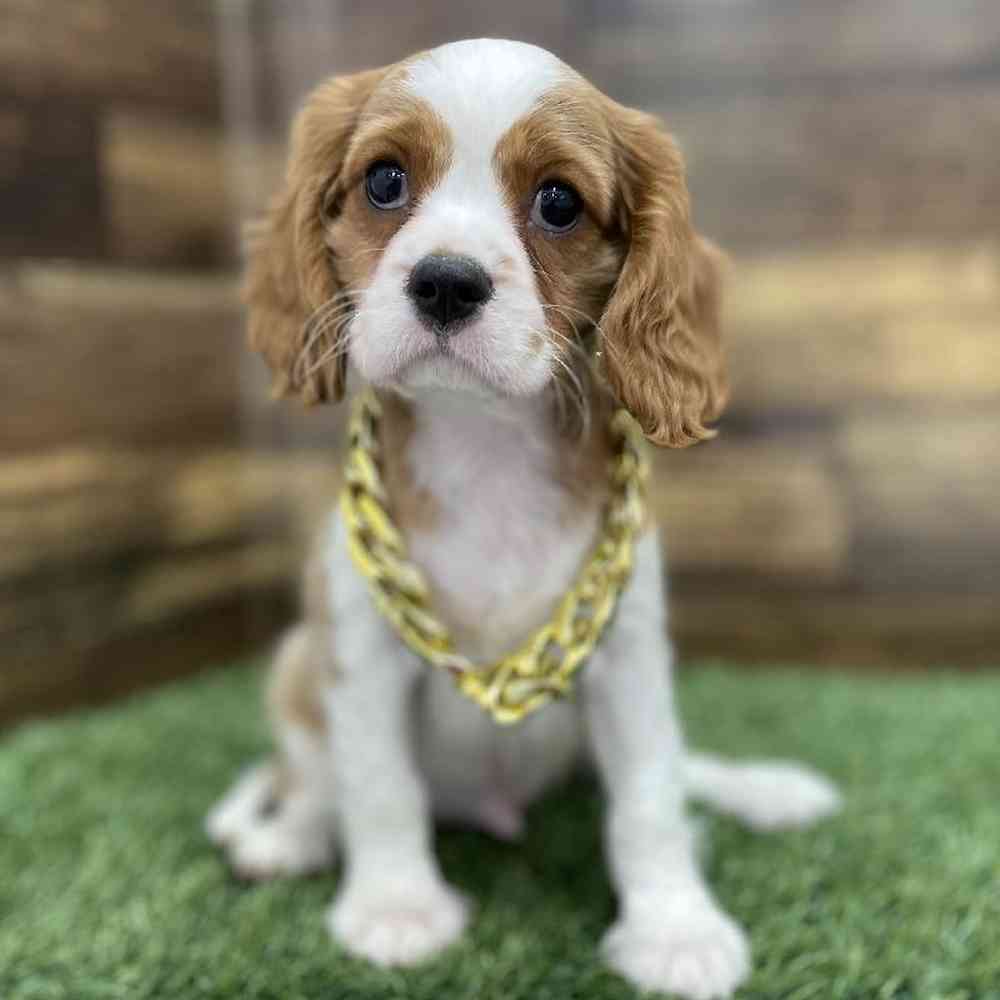 Male Cavalier King Charles Spaniel Puppy for Sale in Braintree, MA