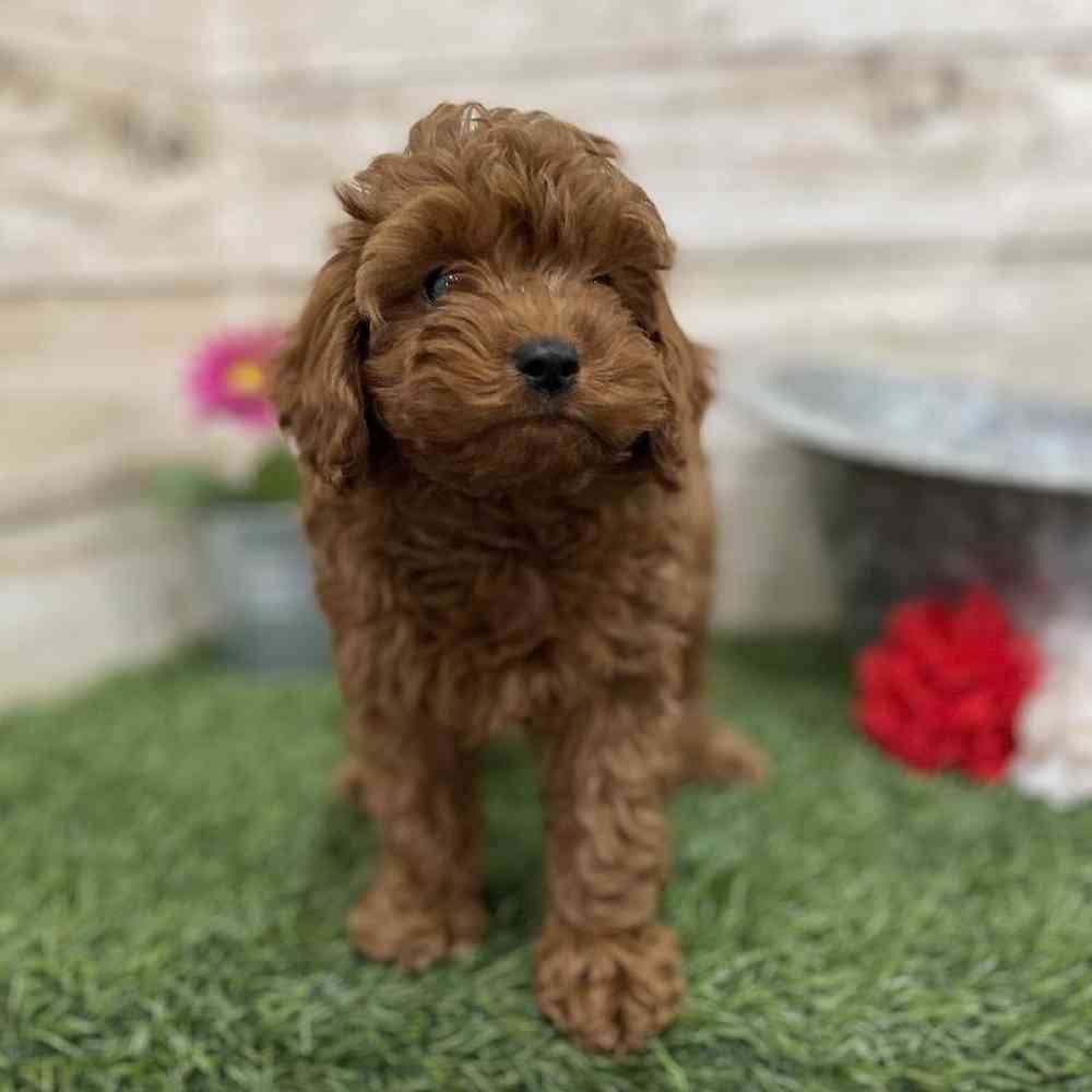 Male Cockapoo 2nd Gen Puppy for Sale in Braintree, MA