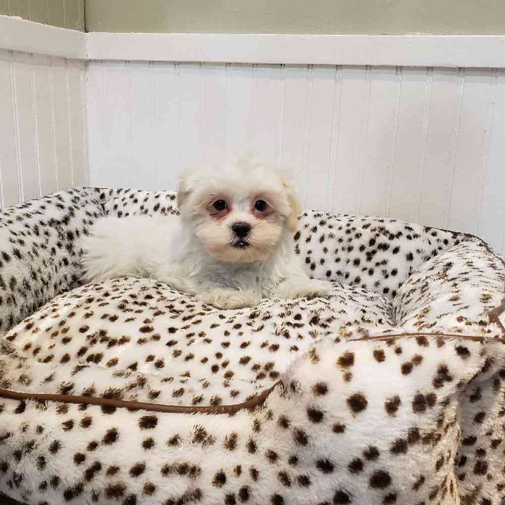 Male Shih-Poo Puppy for sale