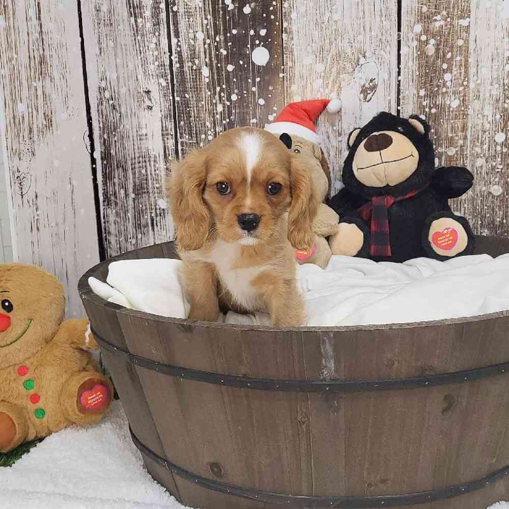 Male Cavalier King Charles Spaniel Puppy for Sale in Saugus, MA