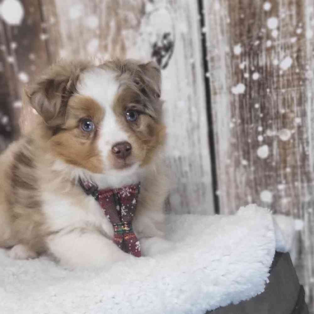 Male Australian Shepherd Puppy for Sale in Saugus, MA