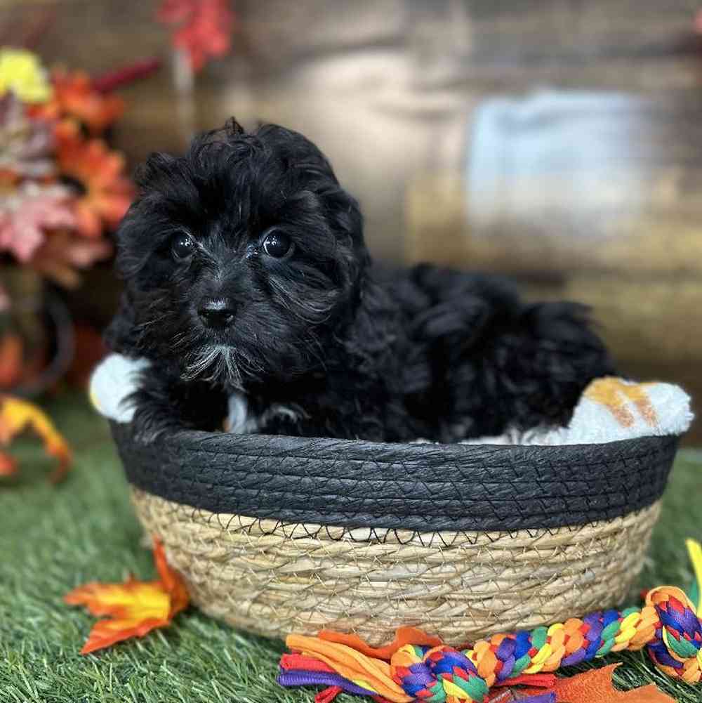 Male Malti-Poo Puppy for Sale in Saugus, MA