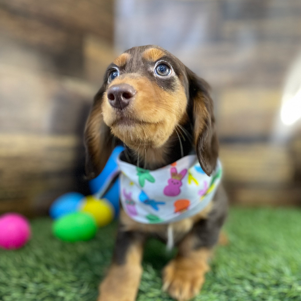 Male Dachshund Puppy for Sale in Braintree, MA