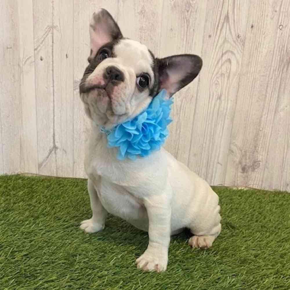 Female French Bulldog Puppy for Sale in Saugus, MA