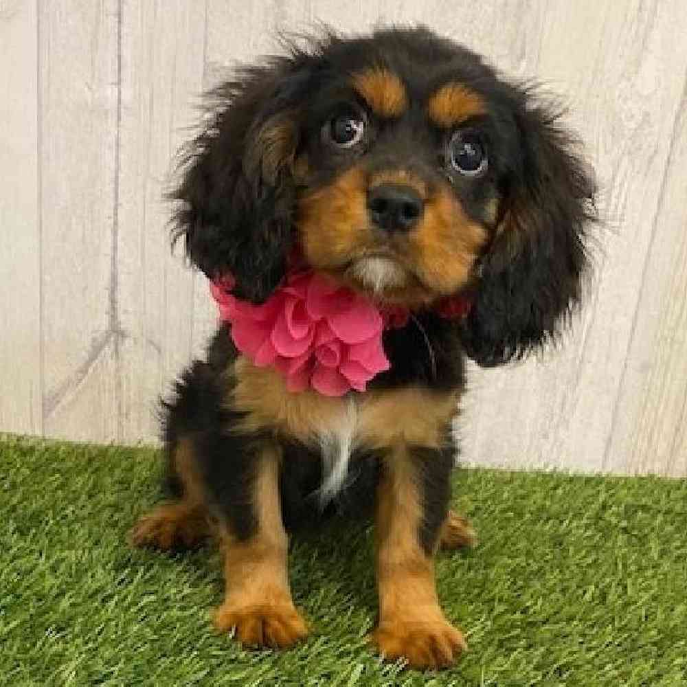 Female Cavalier King Charles Spaniel Puppy for sale