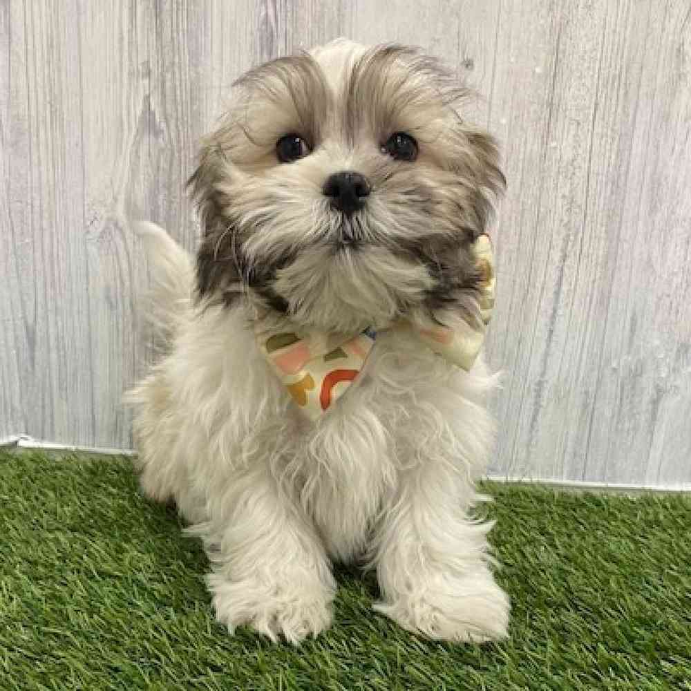 Male Malshi Puppy for Sale in Braintree, MA