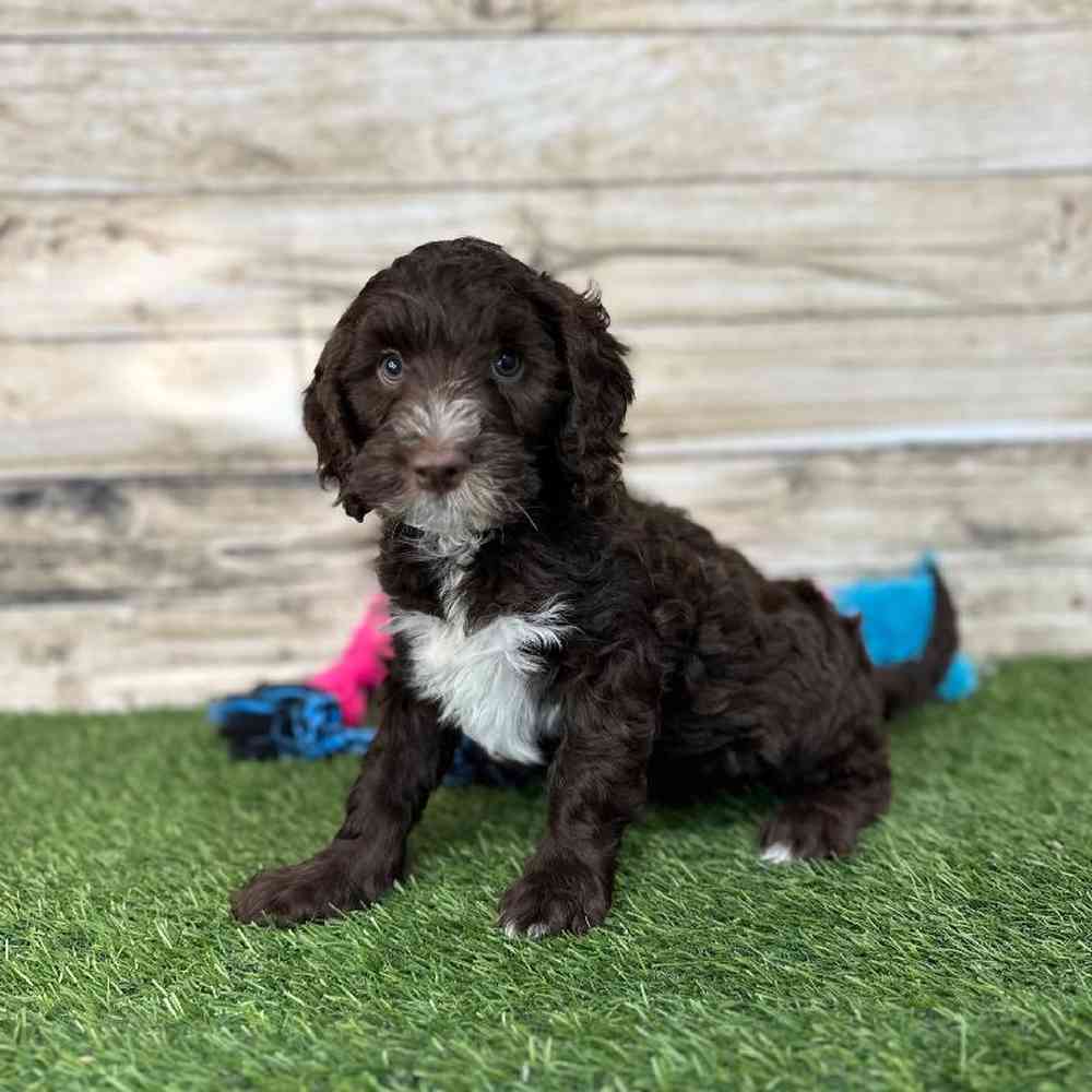 Male Mini Labradoodle 2nd Gen Puppy for Sale in Saugus, MA