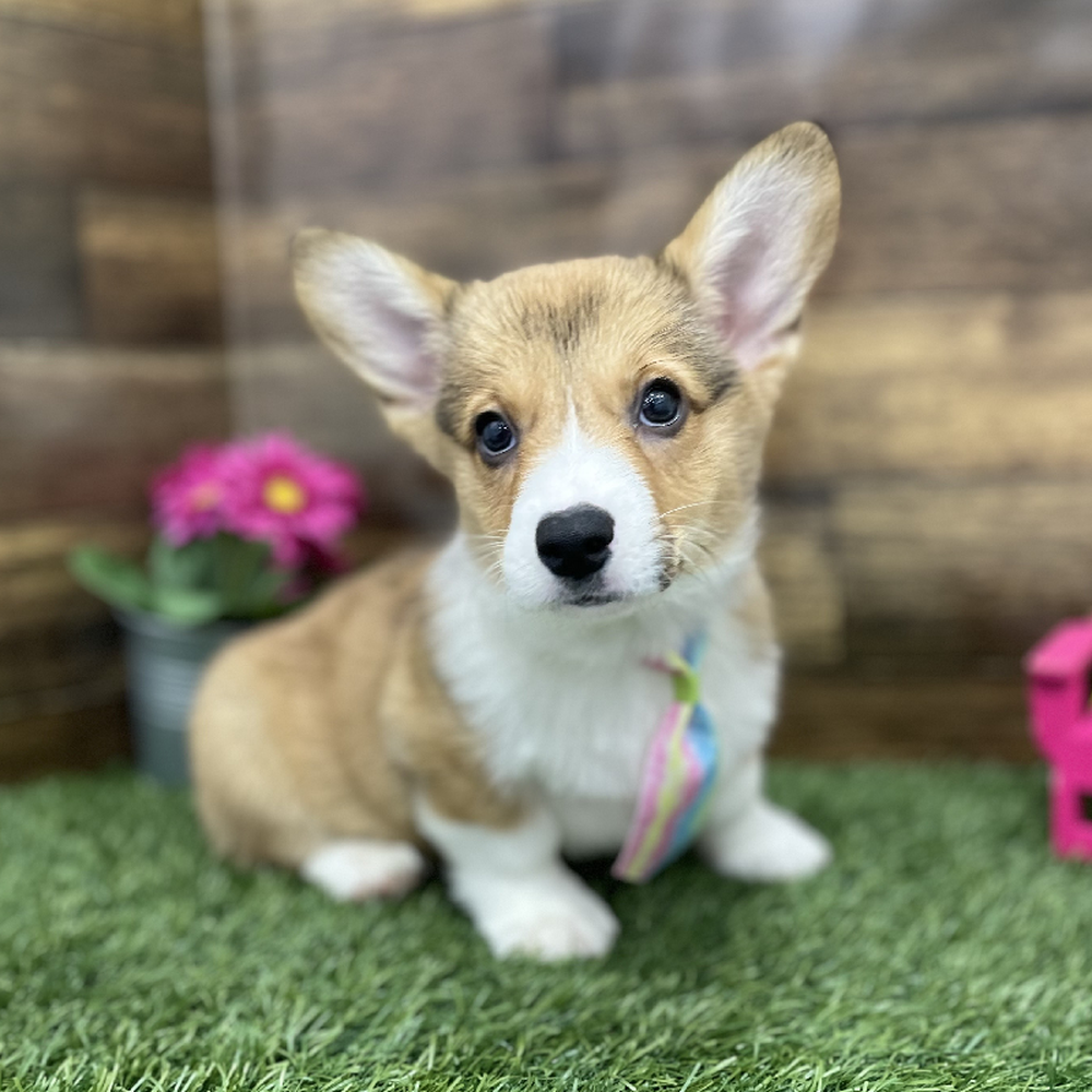 Male Pembroke Welsh Corgi Puppy for Sale in Braintree, MA