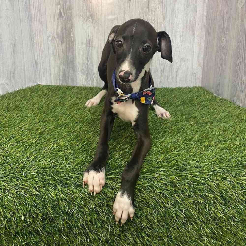 Male Italian Greyhound Puppy for Sale in Saugus, MA