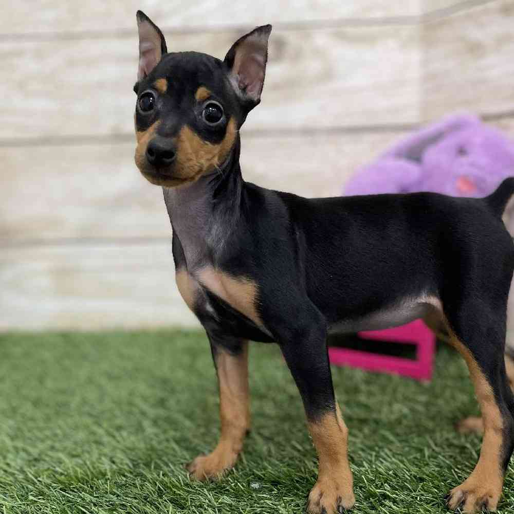 Female Miniature Pinscher Puppy for Sale in Braintree, MA