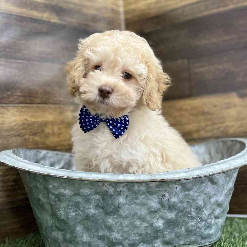 Male Cockapoo 2nd Gen Puppy for Sale in Braintree, MA