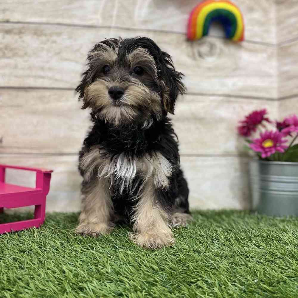 Male Morkie Puppy for Sale in Braintree, MA