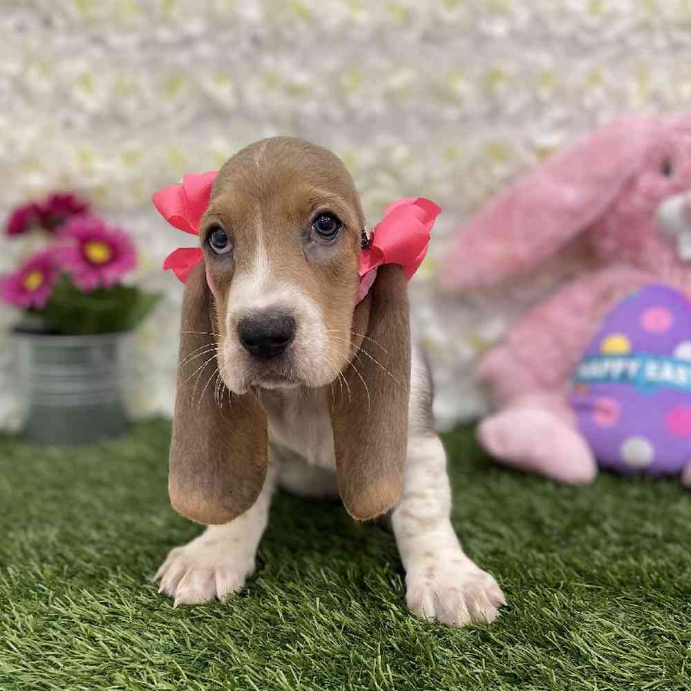 Female Basset Hound Puppy for Sale in Braintree, MA