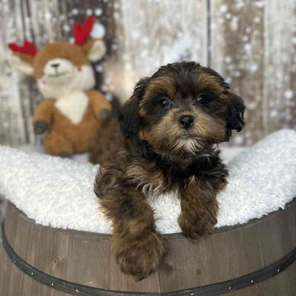Male Shih-Poo Puppy for Sale in Saugus, MA