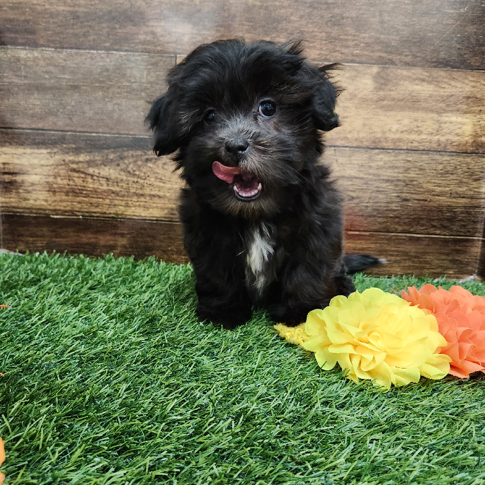 Female Malshi Puppy for Sale in Braintree, MA
