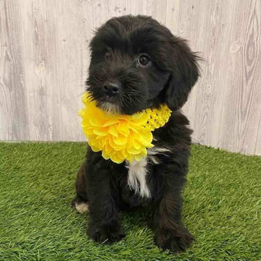 Female Mini Whoodle Puppy for sale