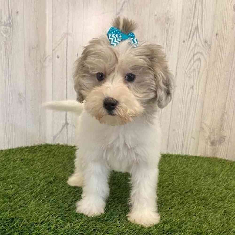 Female Shih-Poo Puppy for sale