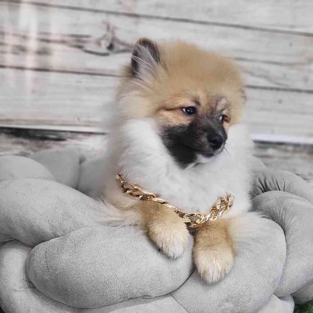 Male Pomeranian Puppy for Sale in Saugus, MA