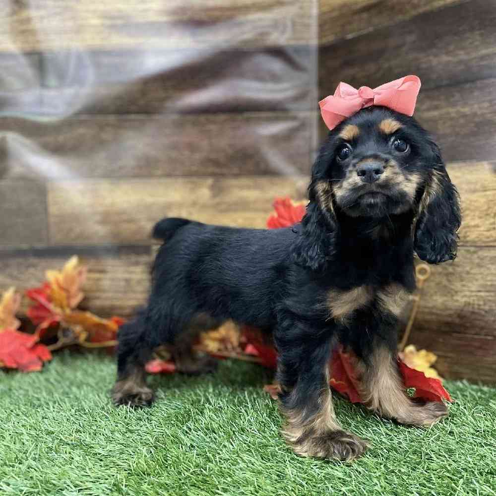 Female Cocker Spaniel Puppy for Sale in Braintree, MA