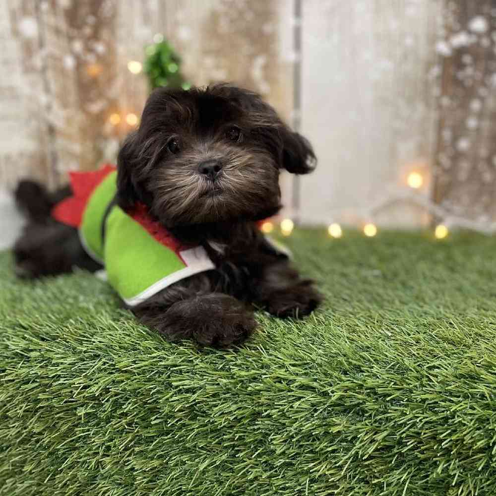Female Malshi Puppy for Sale in Braintree, MA