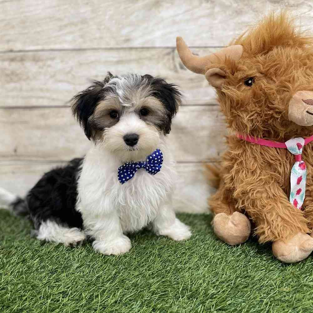 Male Morkie Puppy for Sale in Braintree, MA