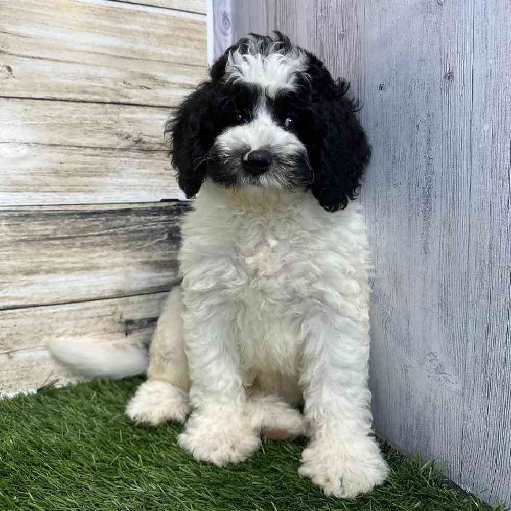 Male Mini Sheepadoodle 2nd Gen Puppy for Sale in Saugus, MA