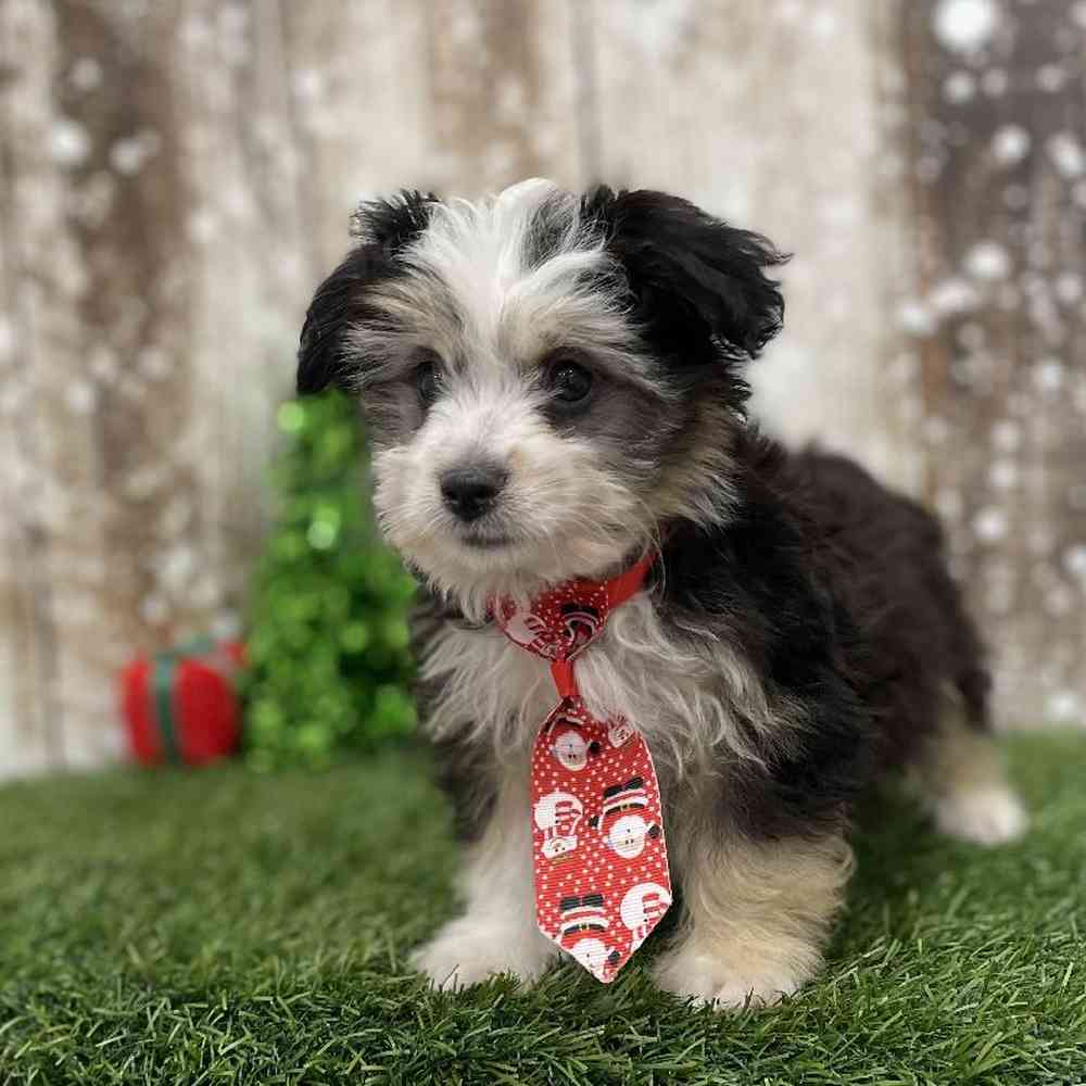 Male Aussiechon Puppy for Sale in Braintree, MA