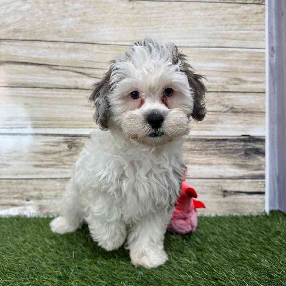 Female Shih-Poo Puppy for Sale in Saugus, MA