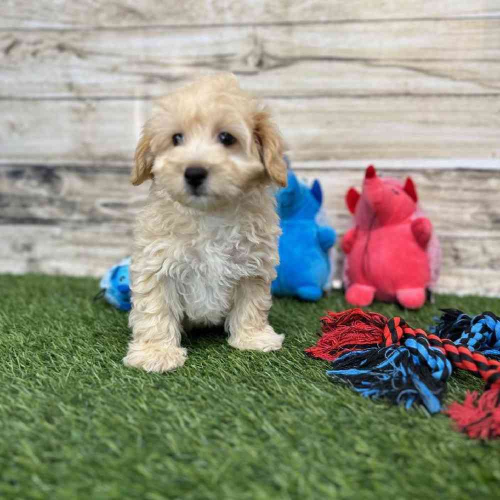 Male Malti-Poo Puppy for Sale in Saugus, MA