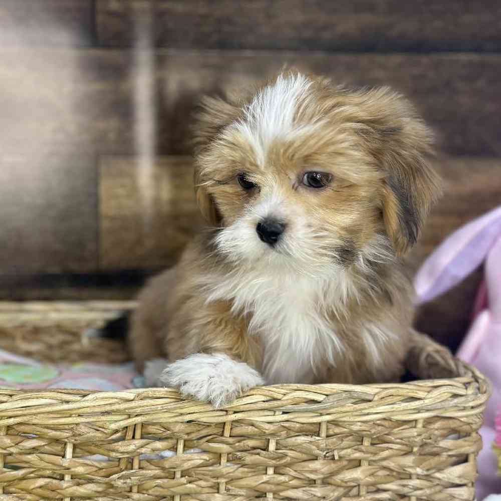 Female Lhasa Apso Puppy for Sale in Saugus, MA