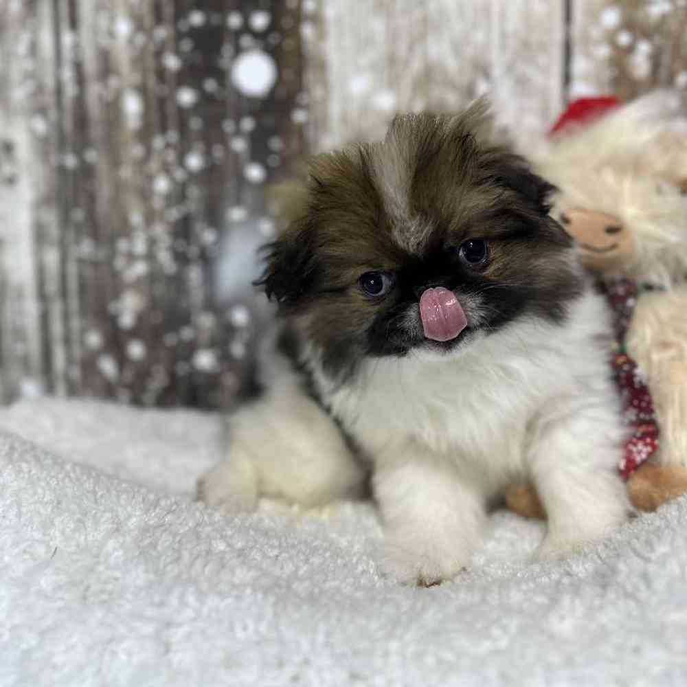 Male Japanese Chin Puppy for Sale in Saugus, MA