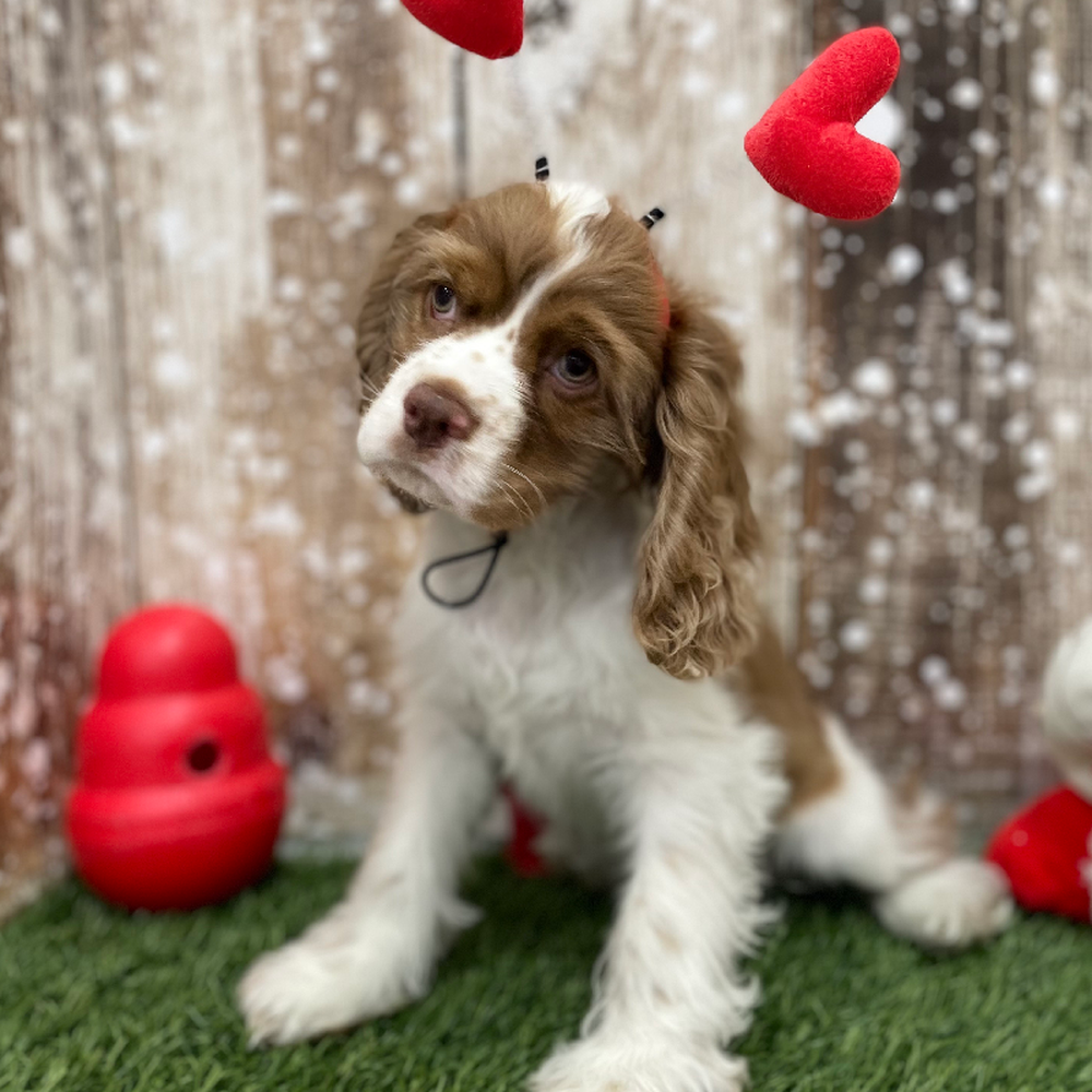 Female Cocker Spaniel Puppy for Sale in Braintree, MA