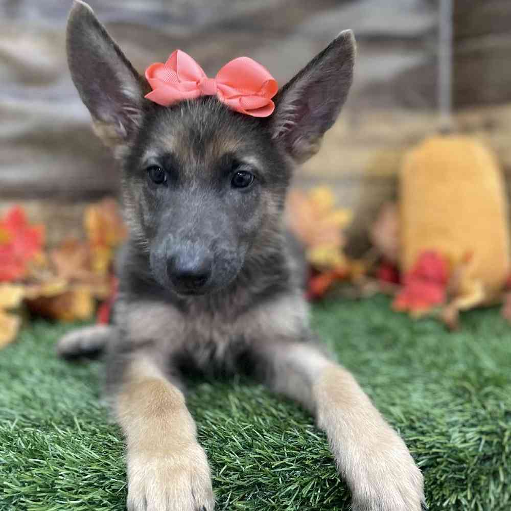Female German Shepherd Dog Puppy for Sale in Braintree, MA