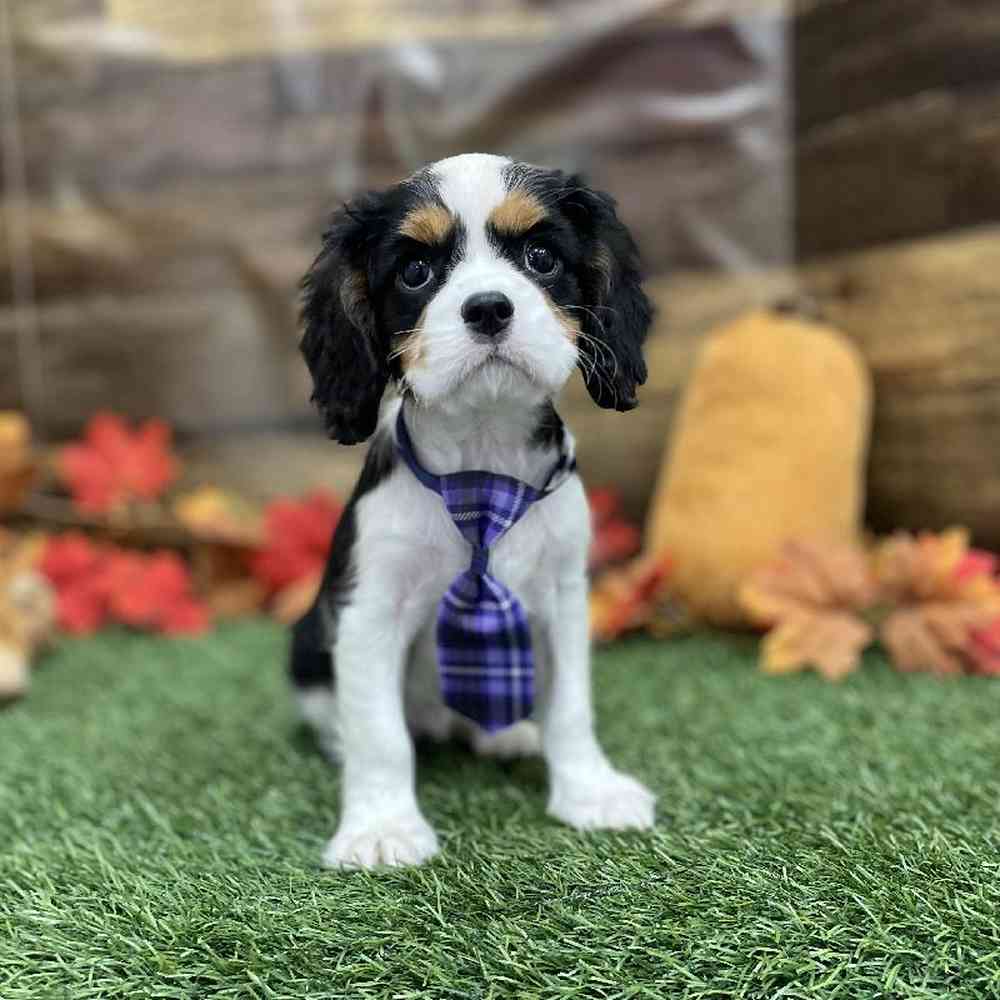 Male Cavalier King Charles Spaniel Puppy for Sale in Braintree, MA