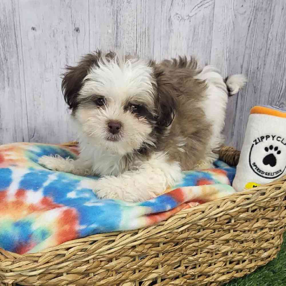 Male Shih Tzu-Coton Puppy for Sale in Saugus, MA