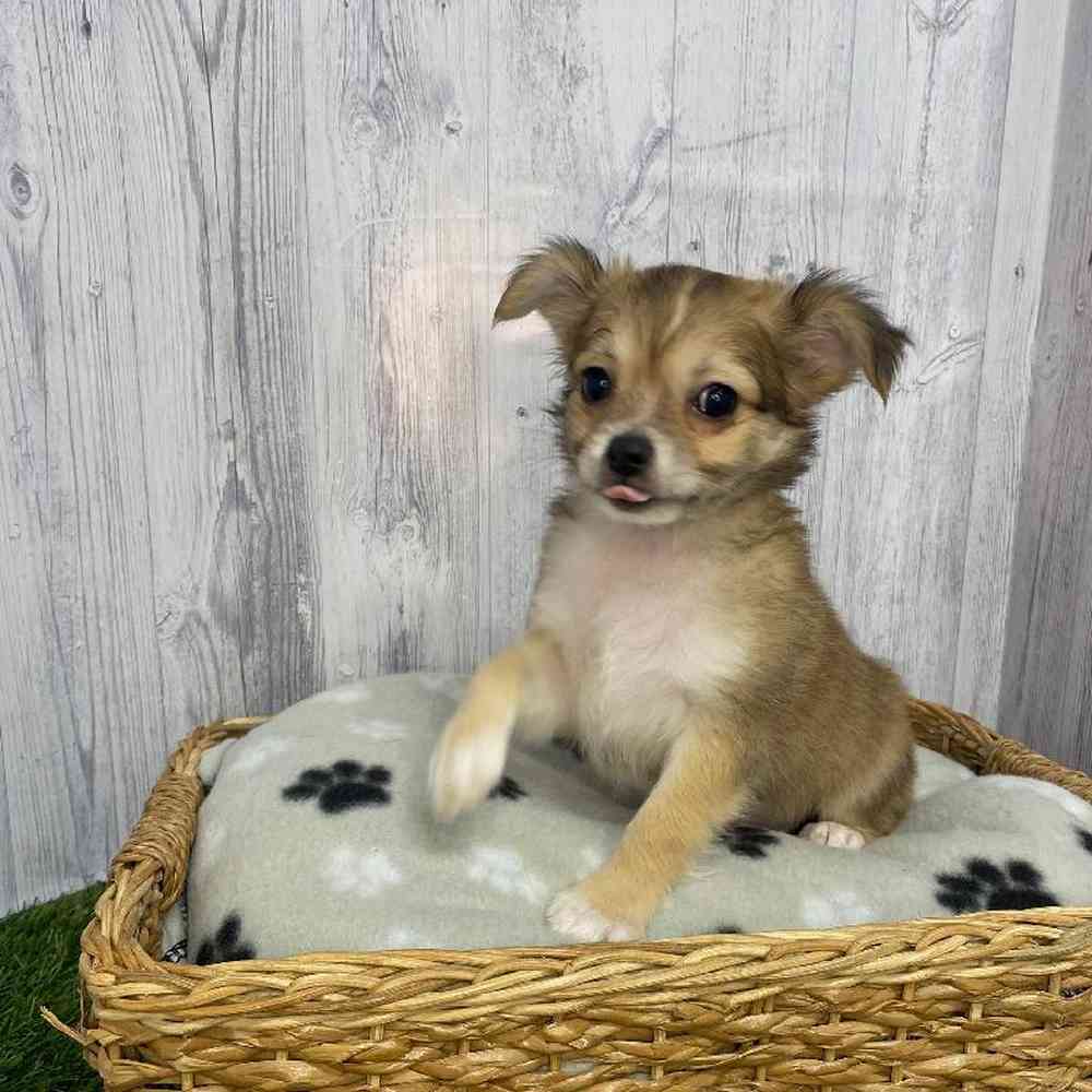 Male Chihuahua Puppy for Sale in Saugus, MA