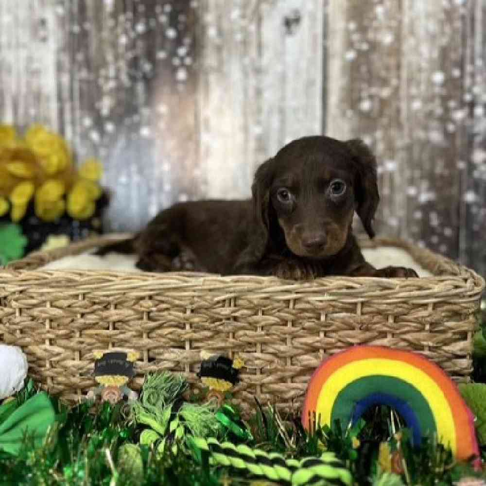 Male Dachshund Puppy for Sale in Saugus, MA