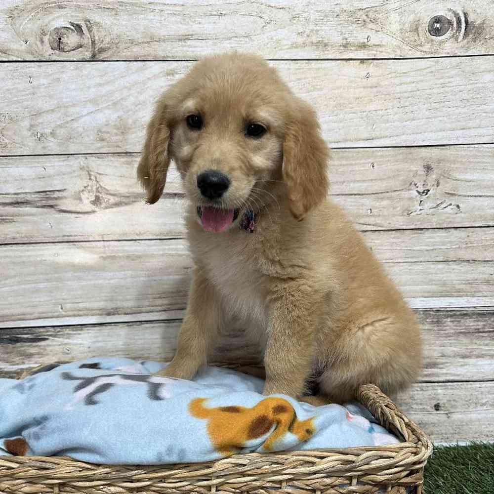 Male Golden Retriever Puppy for Sale in Saugus, MA