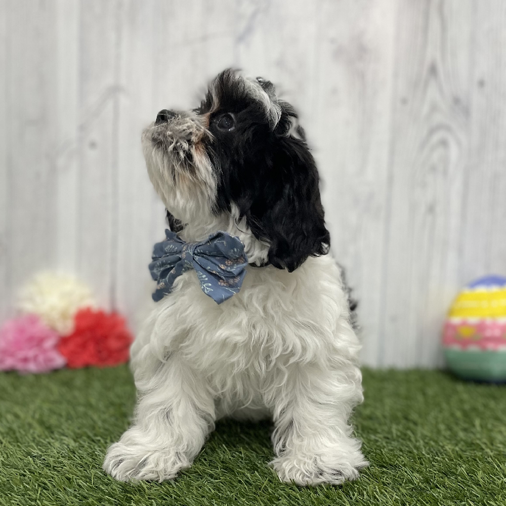 Male Shih-Poo Puppy for Sale in Braintree, MA