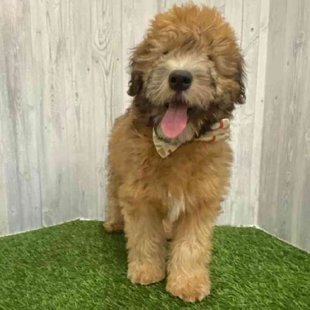 Male Soft Coated Wheaten Terrier Puppy for Sale in Braintree, MA