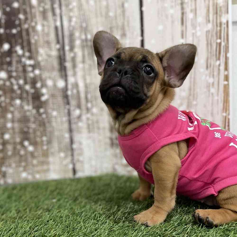 Female French Bulldog Puppy for Sale in Braintree, MA
