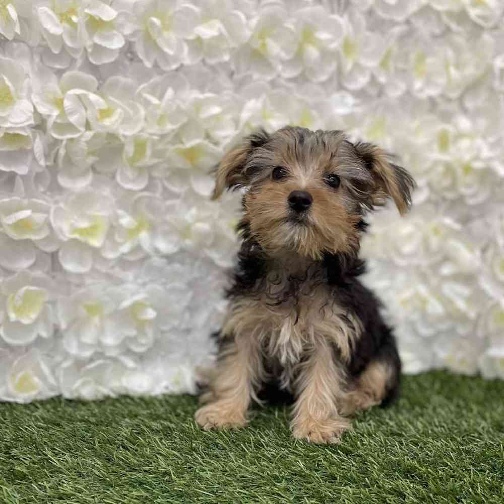 Male Yorkshire Terrier Puppy for Sale in Braintree, MA