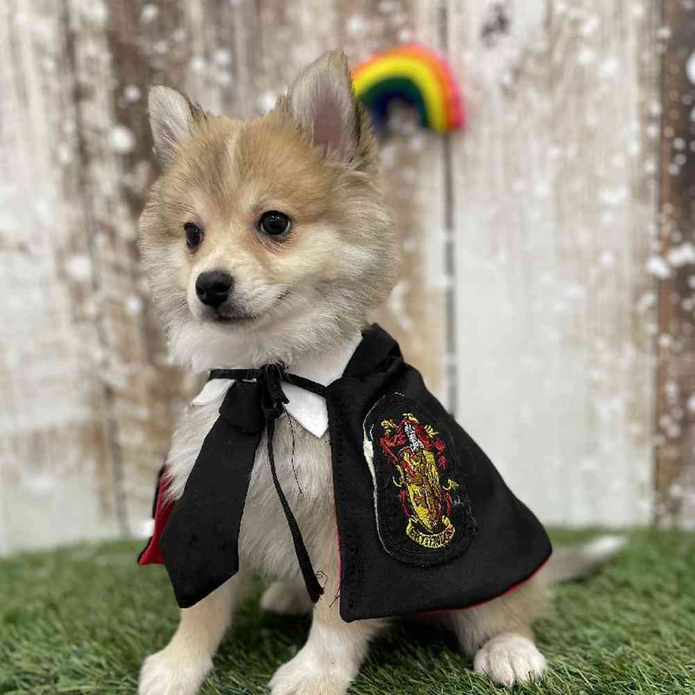 Male Pomimo Puppy for Sale in Braintree, MA