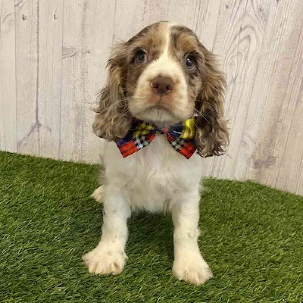 Male Cocker Spaniel Puppy for sale