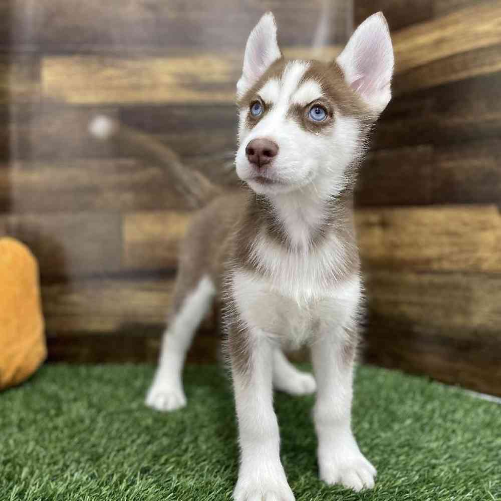 Female Siberian Husky Puppy for Sale in Braintree, MA