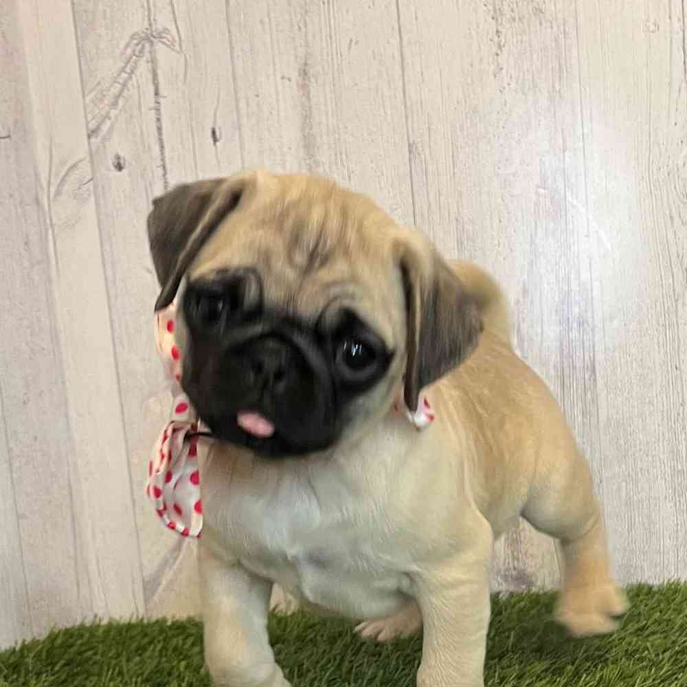 Female Pug Puppy for Sale in Saugus, MA