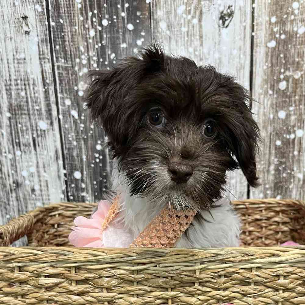 Female Havanese Puppy for Sale in Saugus, MA