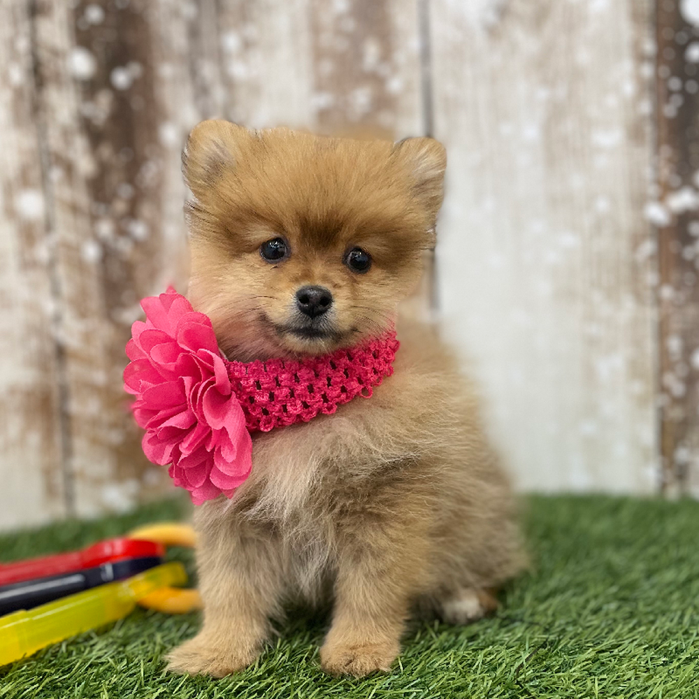 Female Pomeranian Puppy for Sale in Braintree, MA