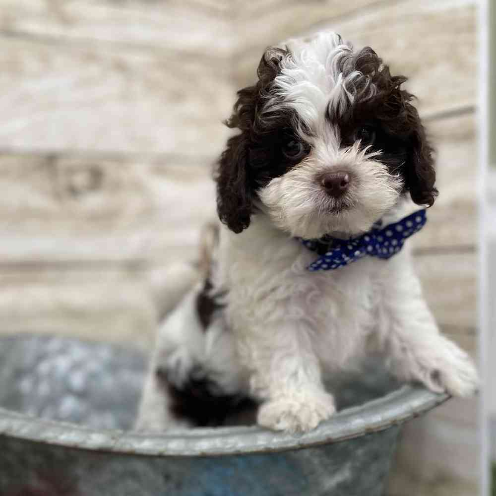 Male Shih-Poo Puppy for Sale in Braintree, MA